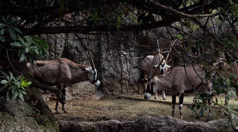 zoológicos son cárceles o pilares de conservación