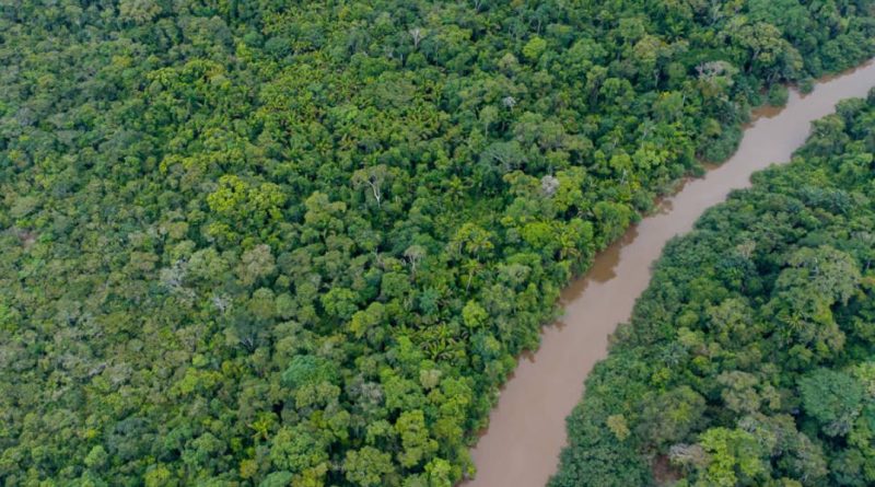 Selva amazónica de Brasil